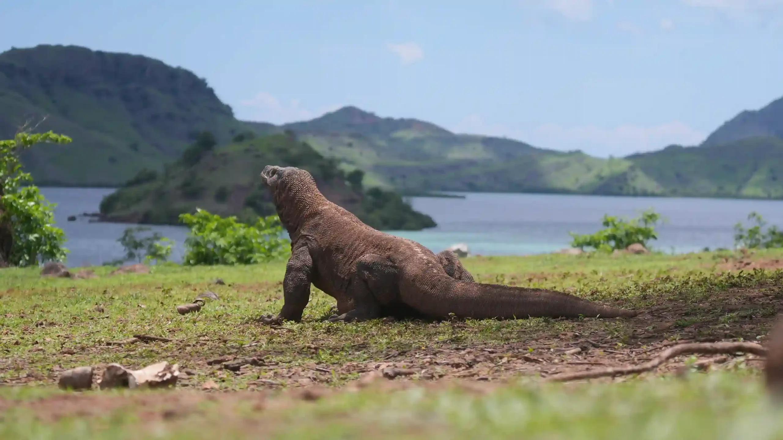 Komodo Island