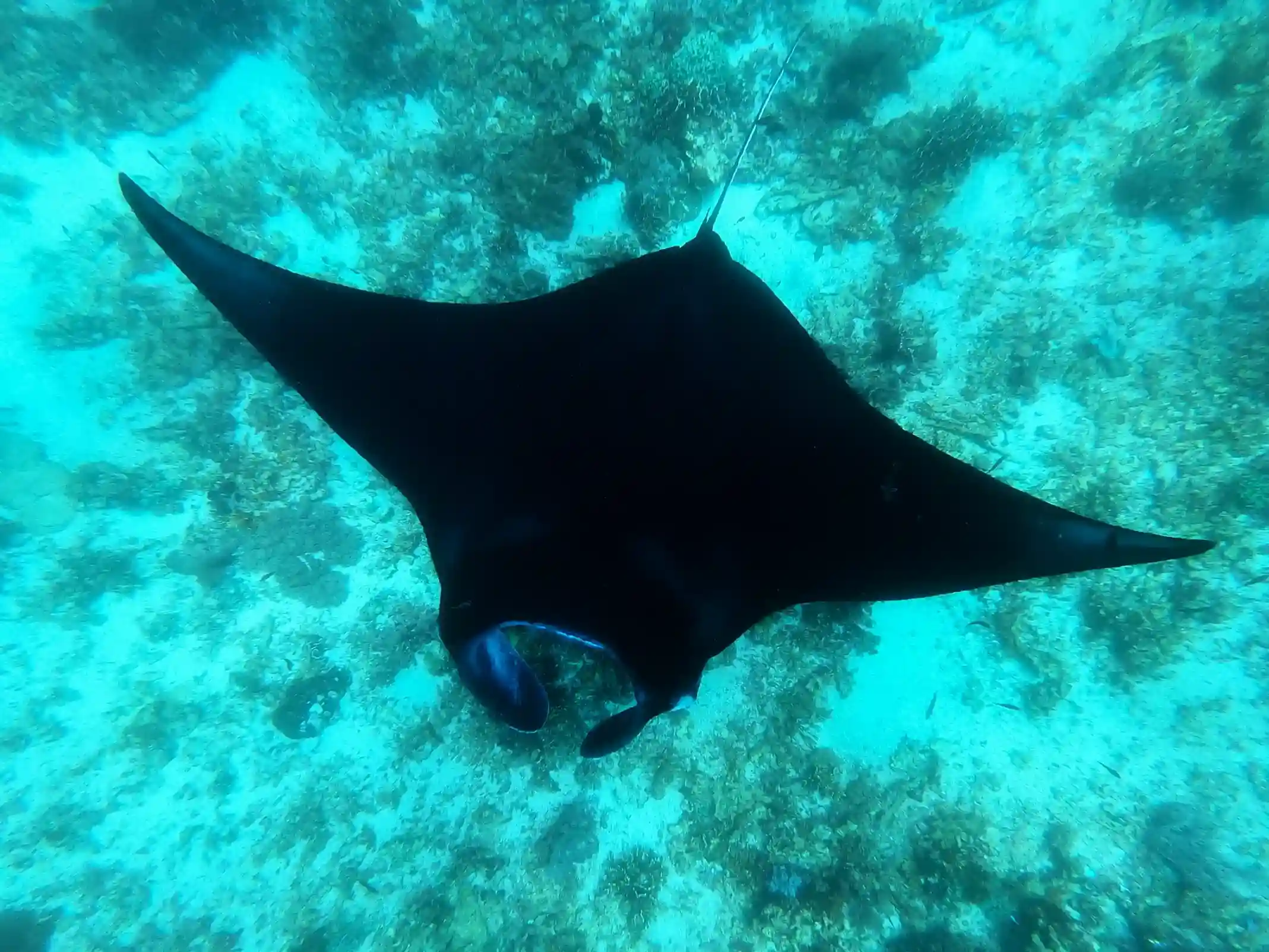 Diving in Komodo: The Ultimate Guide to Explore Marine Life in Komodo National Park