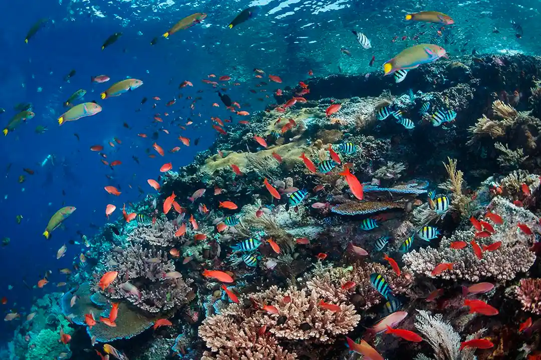 11 Best Komodo Dive Sites in 2027: Batu Bolong, Castle Rock & Crystal Rock Ranked