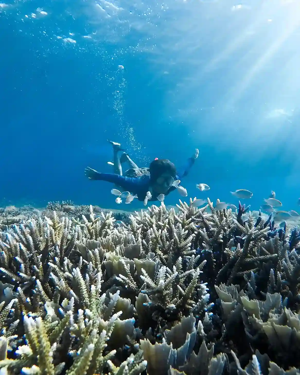 Best Komodo Liveaboard Diving Cruise With Glass Bottom For Non Snorkelers
