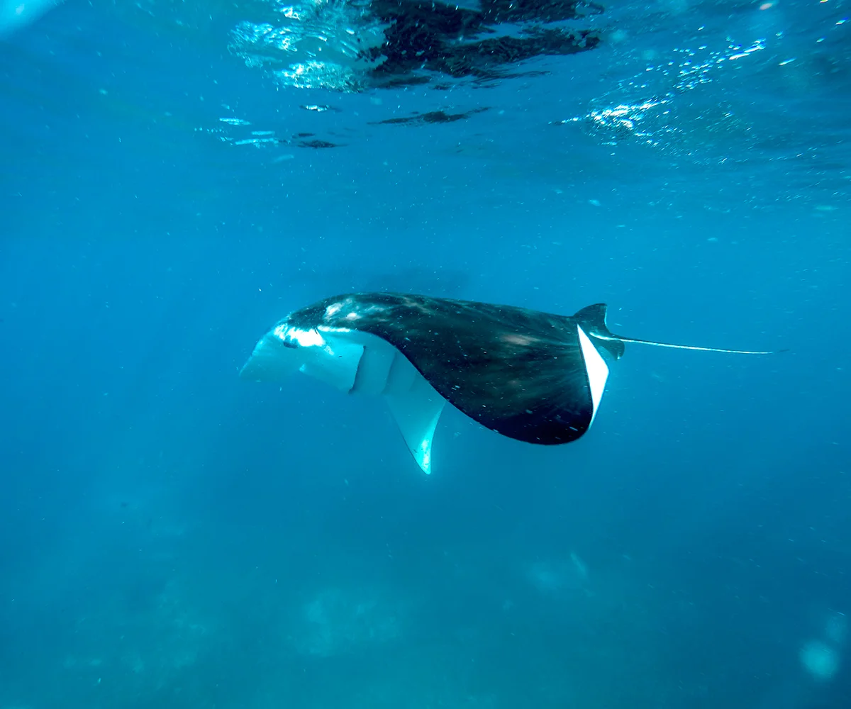 Best Long-Term Pinta Phinisi Liveaboard Komodo Diving Cruise For Mantas