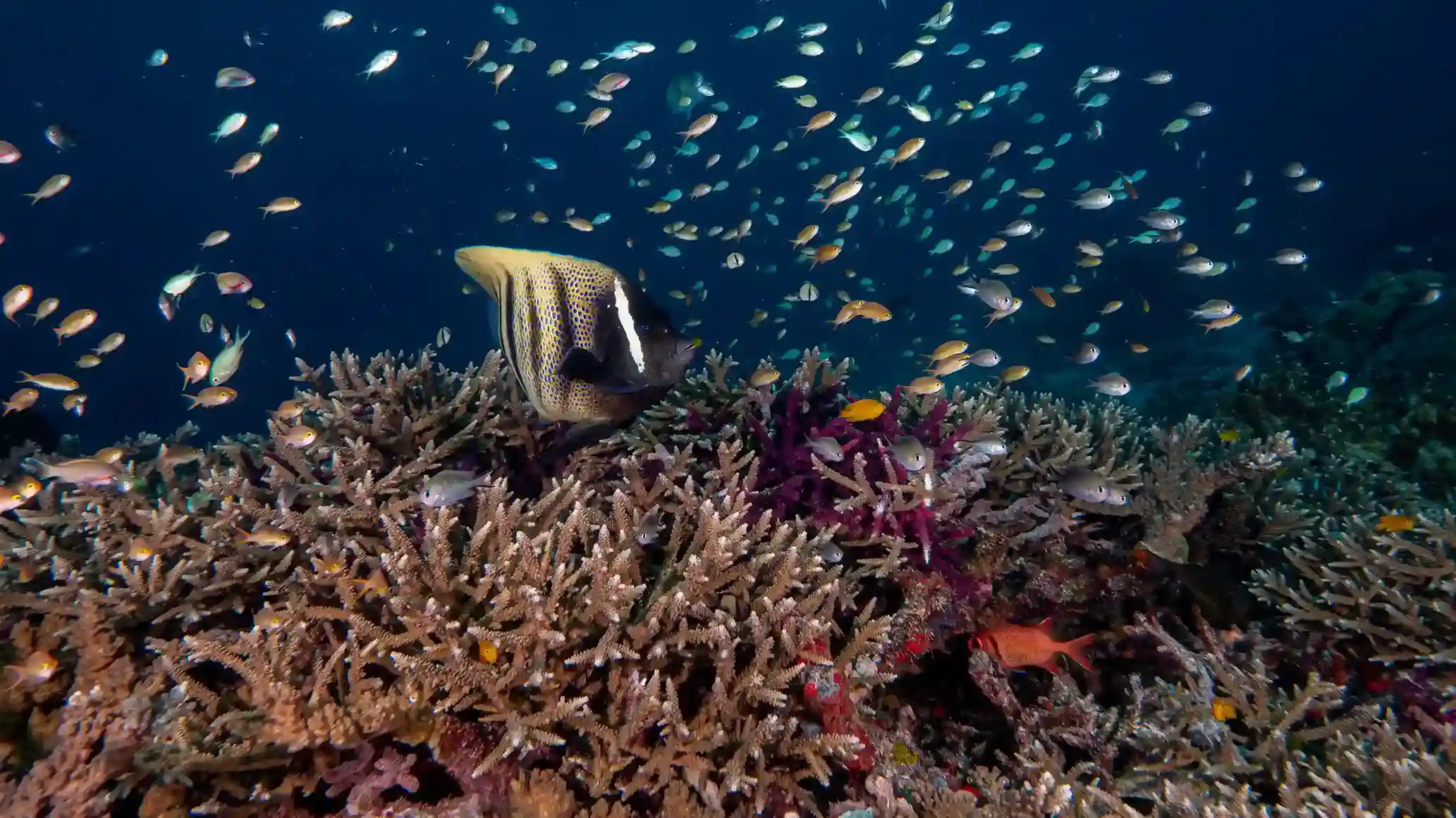 Essential Packing for a Pinta Liveaboard in Raja Ampat: 2027 Guide