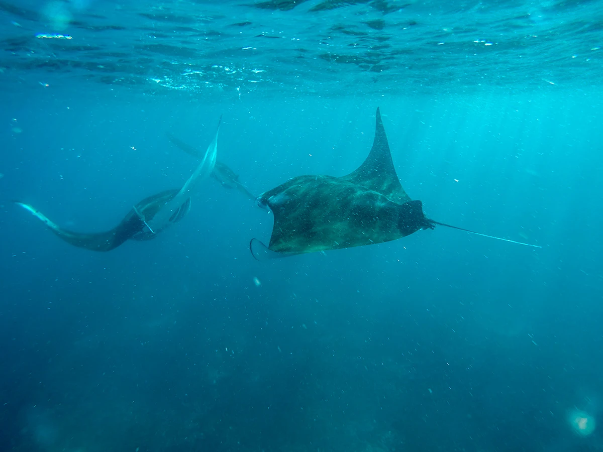 Is Pinta Liveaboard Good for Manta Ray Diving in 2027?