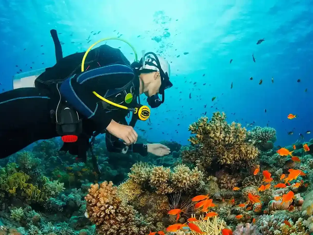 Pinta Liveaboard Komodo Diving Trip From Flores To South North Central Zones