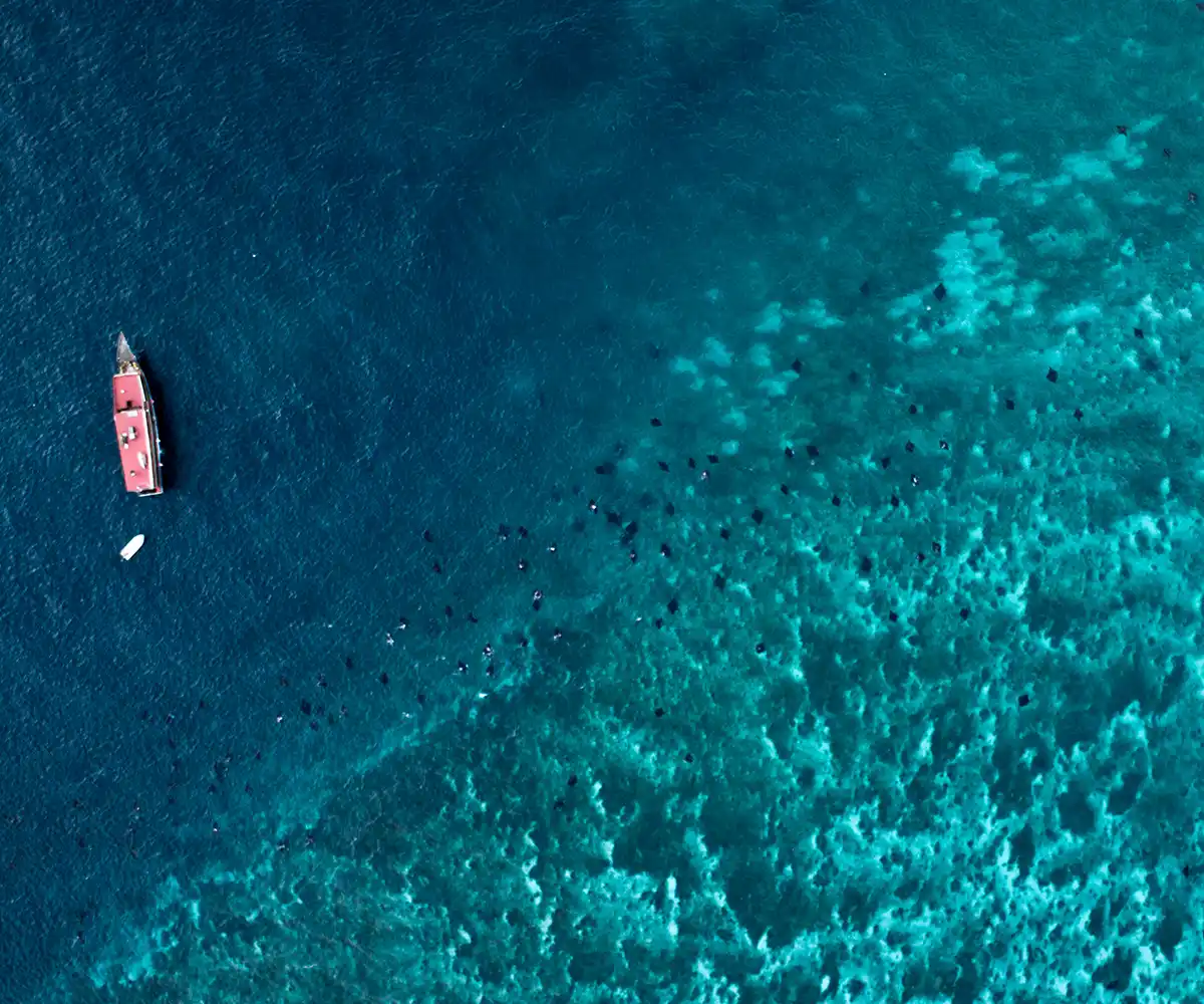 Komodo Diving Liveaboard in Manta Season: Why October Is the Month Divers Underrate