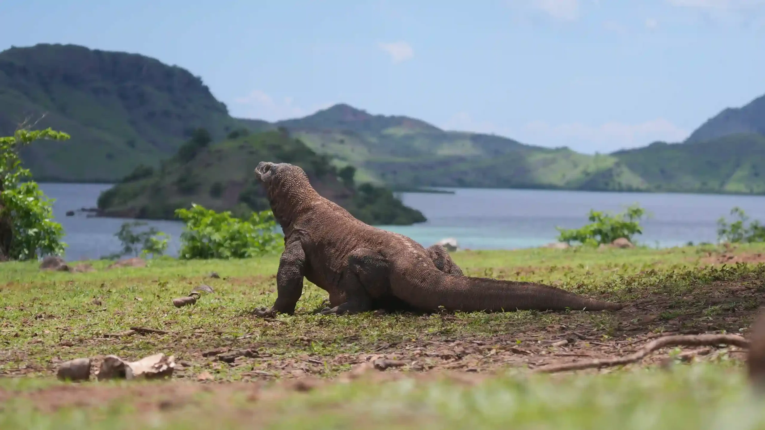 Pinta Liveaboard Komodo All-Inclusive Diving Trip With Komodo Dragon Trek