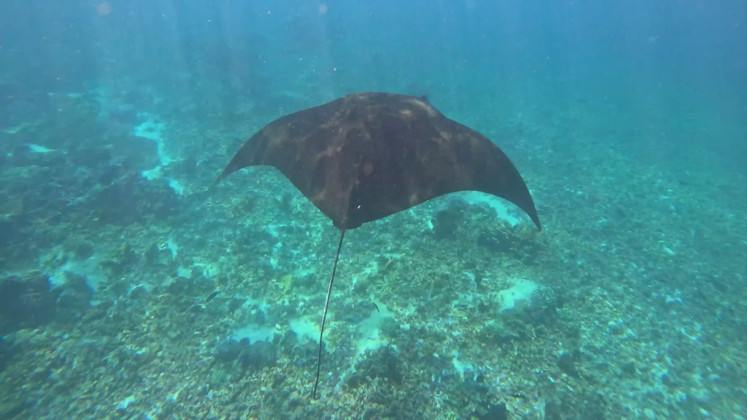 Pinta Liveaboard Komodo Diving Best Time For 30M Visibility Mantas