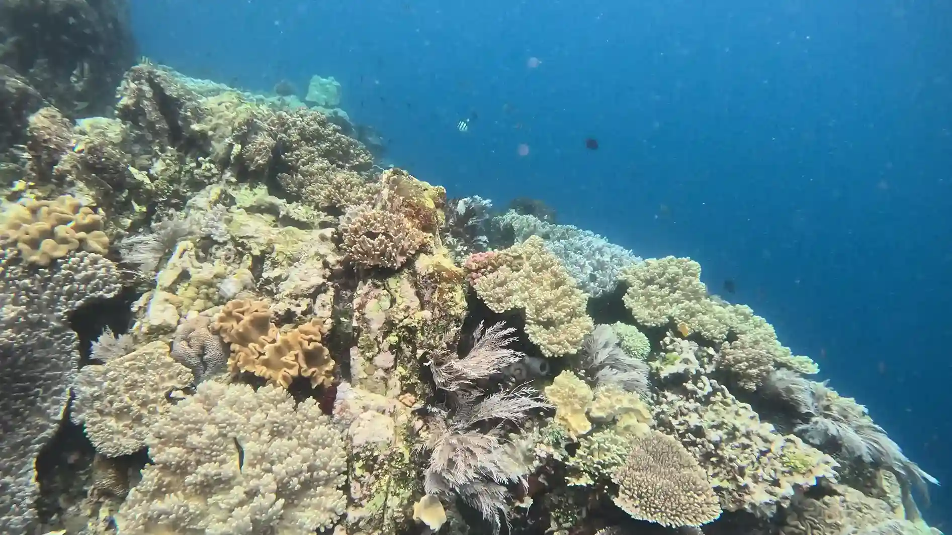 Bali vs Komodo Diving in 2027: An Honest Comparison from a Komodo Dive Boat Crew