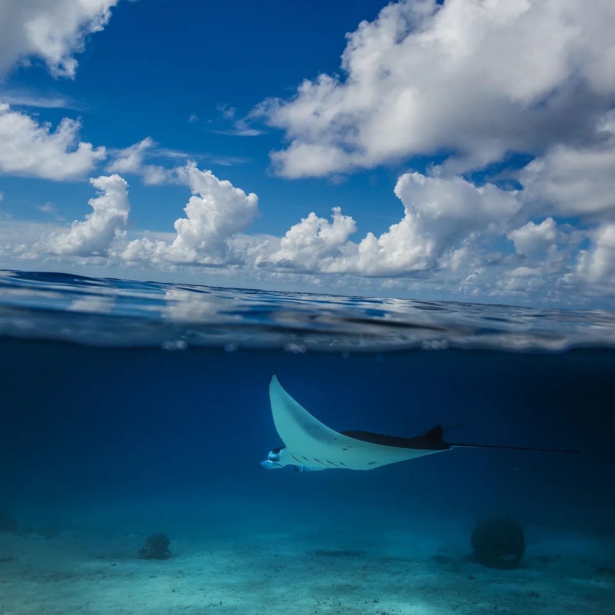 Komodo Dive Season 2027: Which Months to Book and Which to Avoid