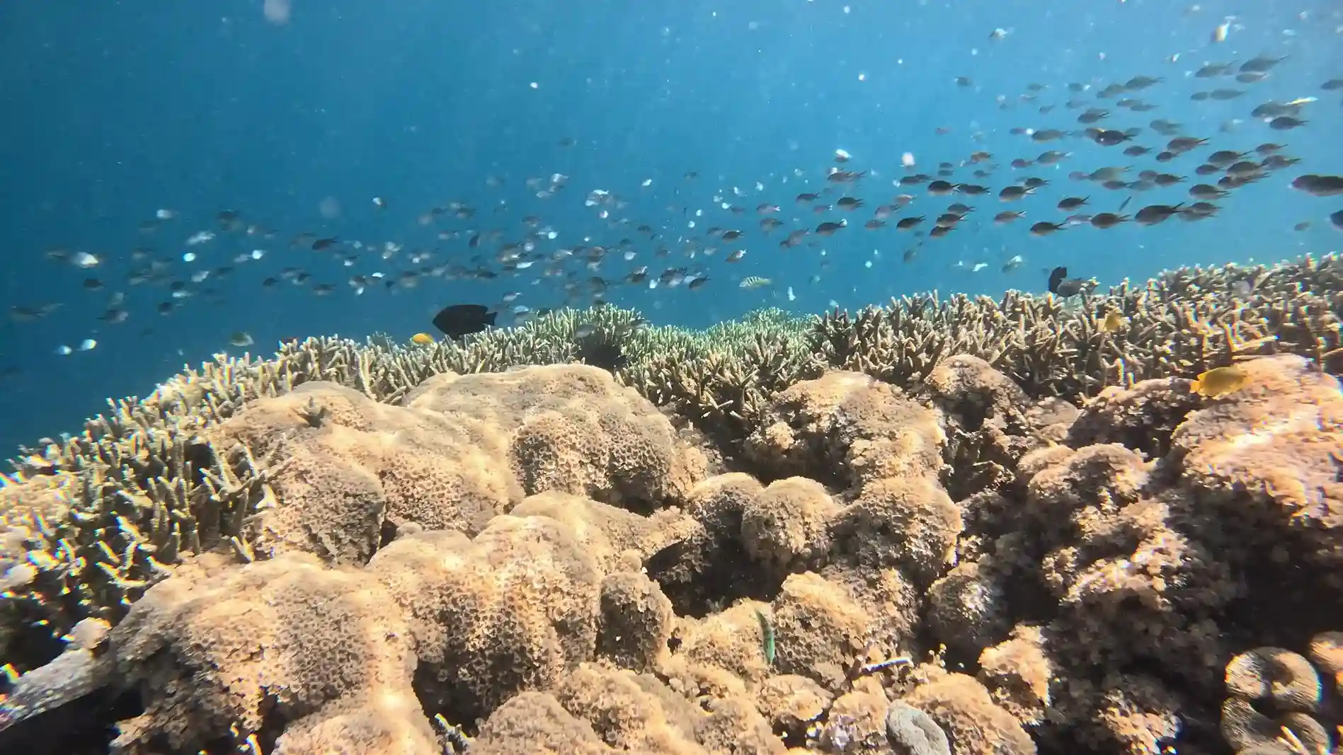 Komodo Underwater Visibility: Why the North and South Give You Different Months
