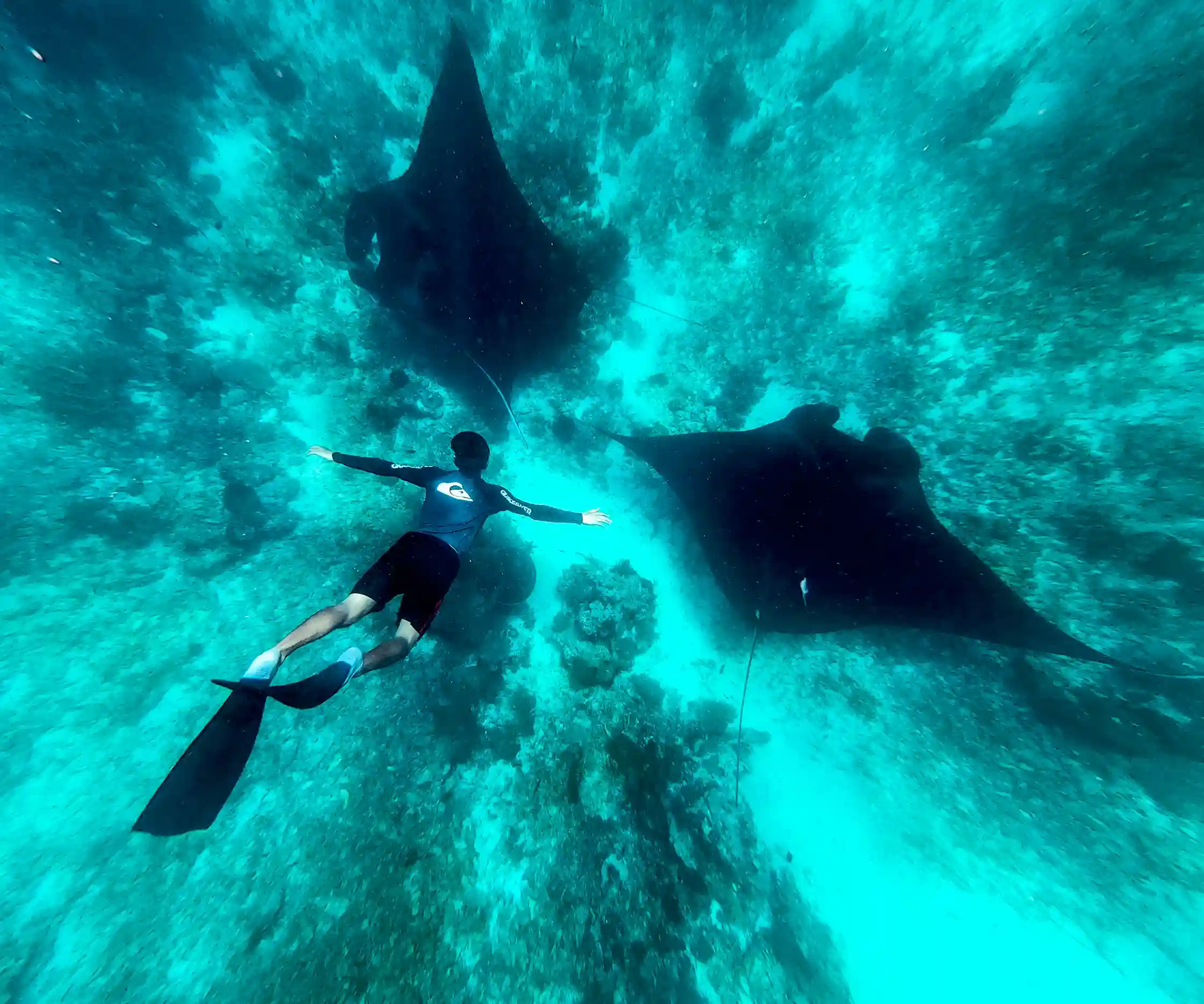 Can You Snorkel at Manta Point Instead of Diving?