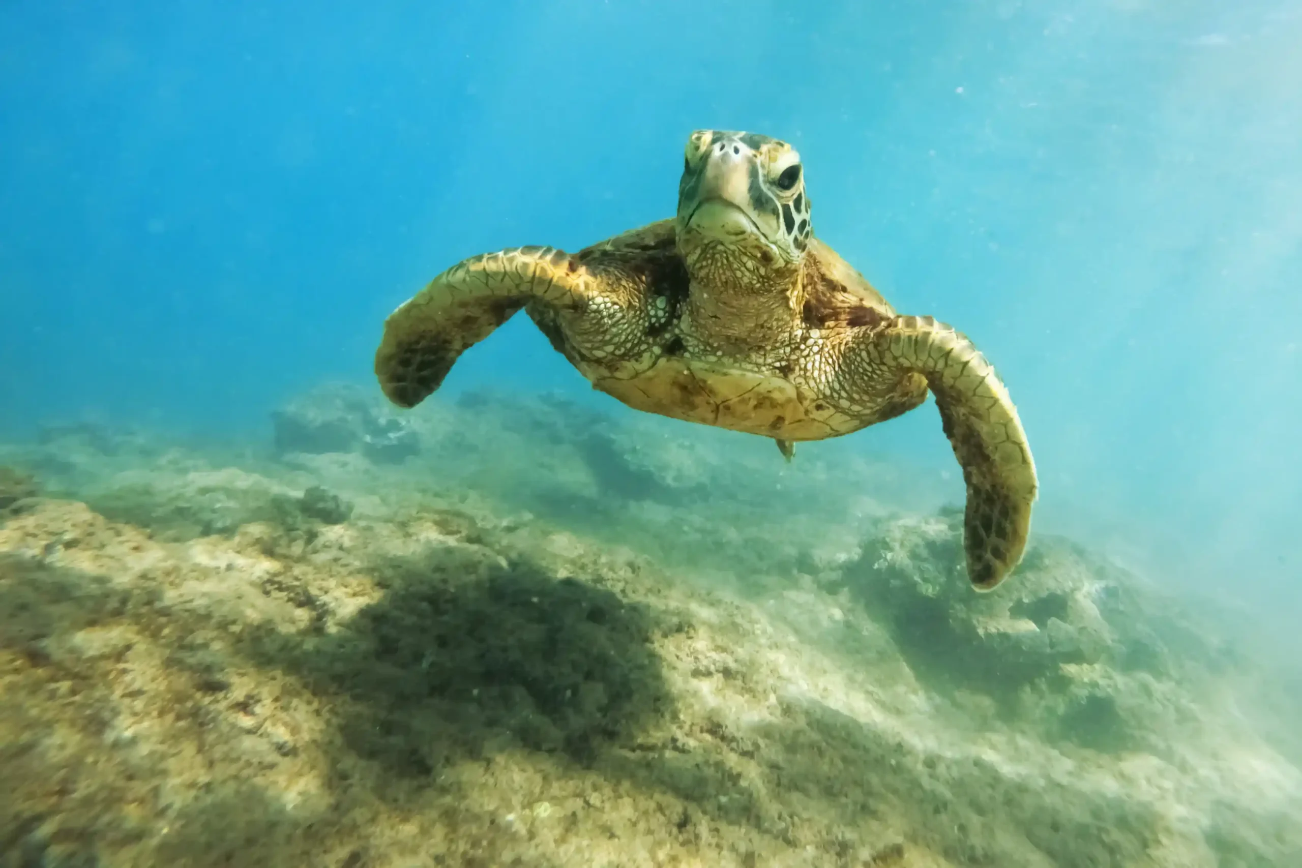 Turtles, Dugongs and Mola-Mola in Komodo: What Can You Realistically Expect?
