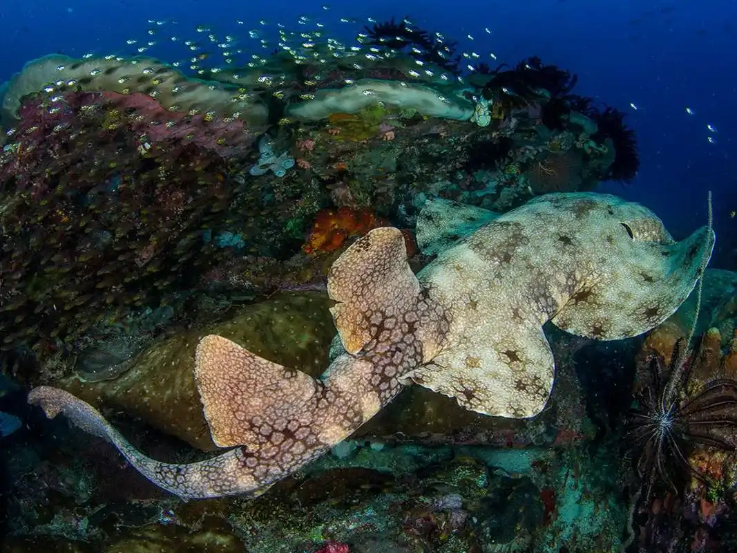 Underwater Photography in Komodo: What Setup and Settings Actually Work?