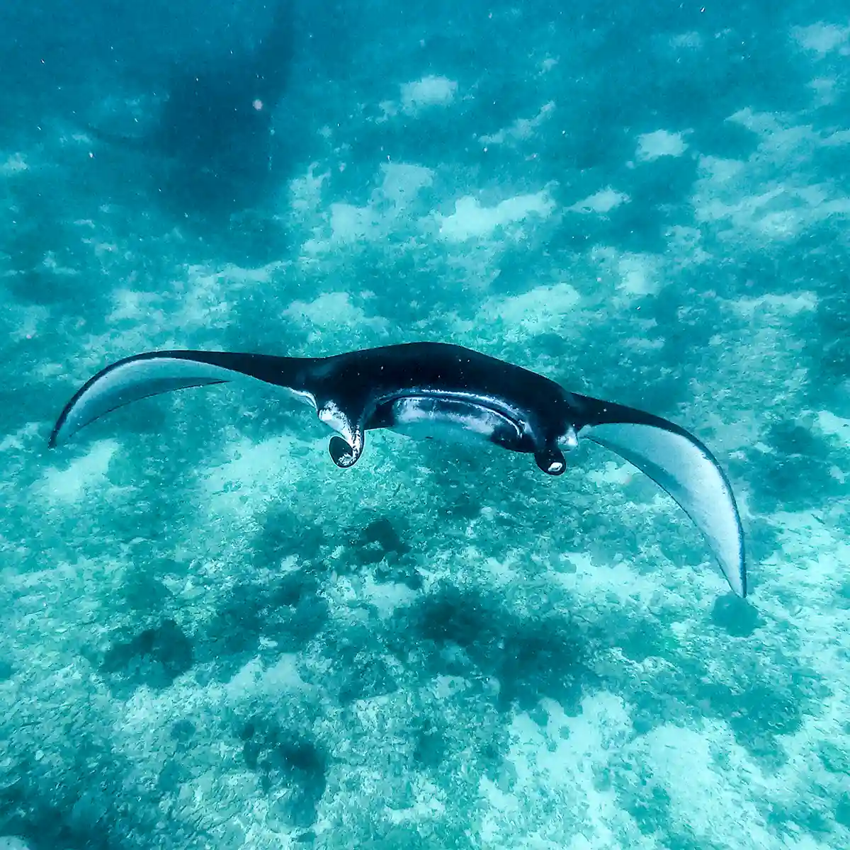 When Can You See Manta Rays in Komodo?